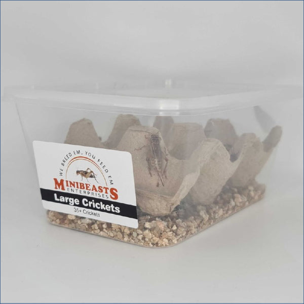Large Crickets C31