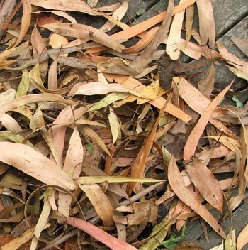 Fish Organics Dried Gum Leaves 50gm