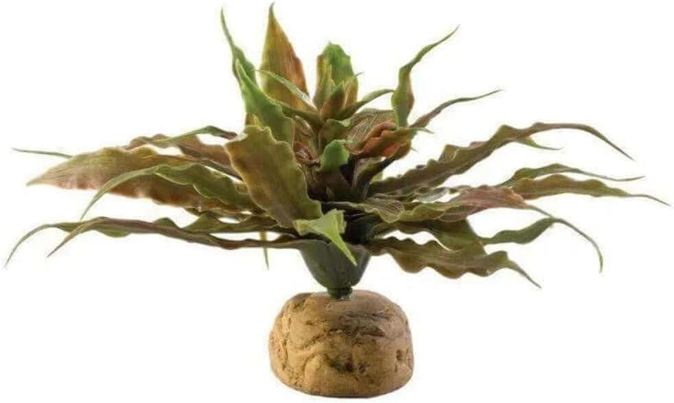 Star Cactus 23cm Rp168