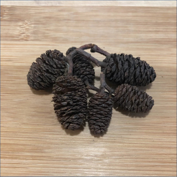 Alder Cones Al2