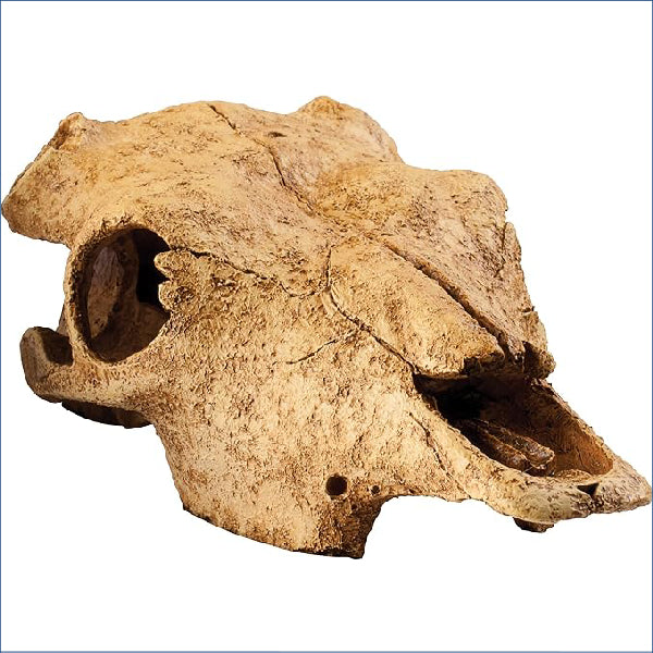 Exo Terra Buffalo Skull Chl53