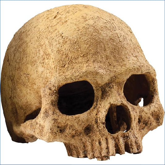 Exo Terra Primate Skull Chl54
