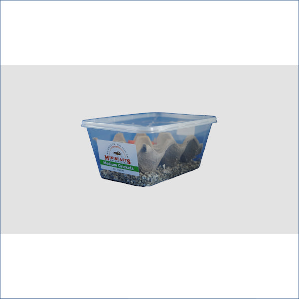 Medium Crickets C32