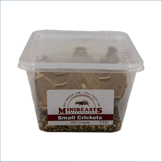 Small Crickets C33