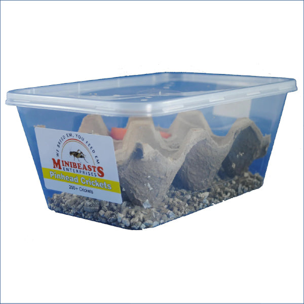 Pinhead Crickets C35