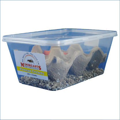 Pinhead Crickets C35