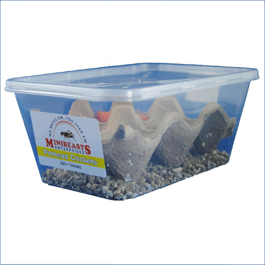 Pinhead Crickets C35