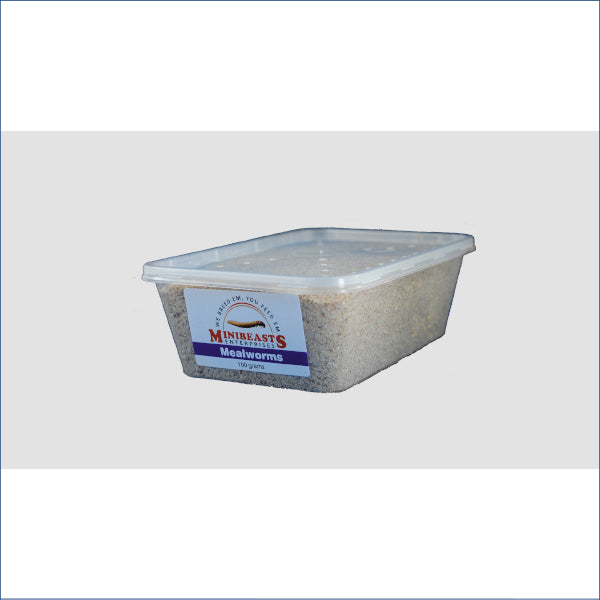 Mealworms 100g M2