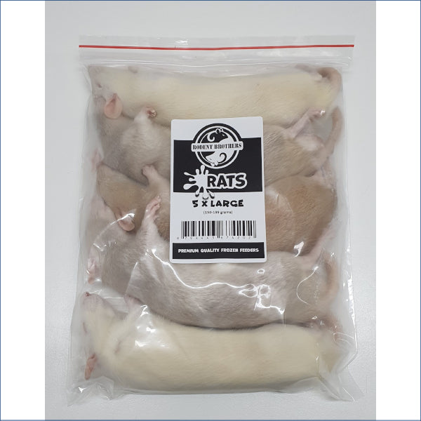 Rats Large 5 Pack