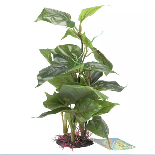 Anubias On Rock Large Cpp14