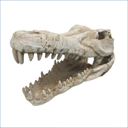 Croc Skull X Large O.scskxl
