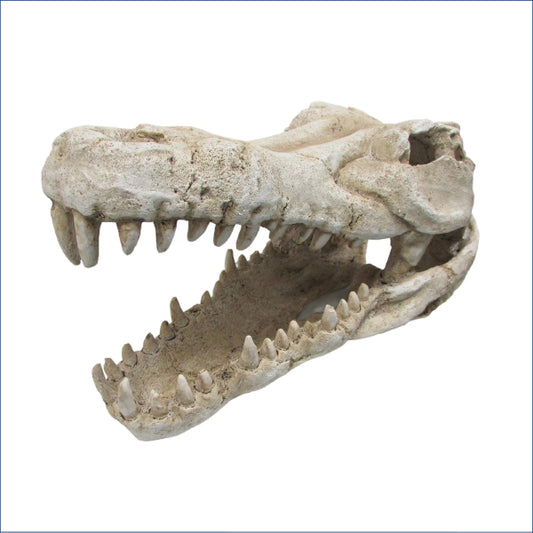 Croc Skull X Large O.scskxl