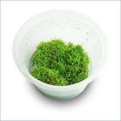 Riccia Fluitans 150010