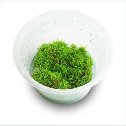 Riccia Fluitans 150010