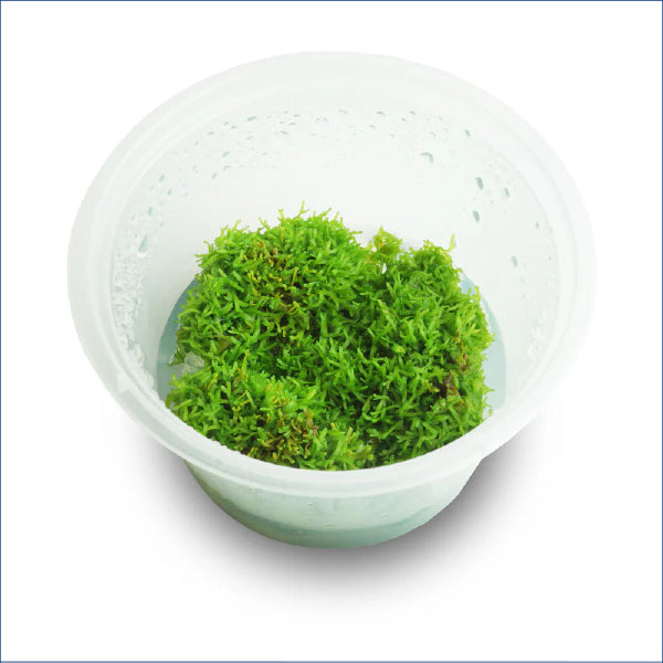 Riccia Fluitans 150010