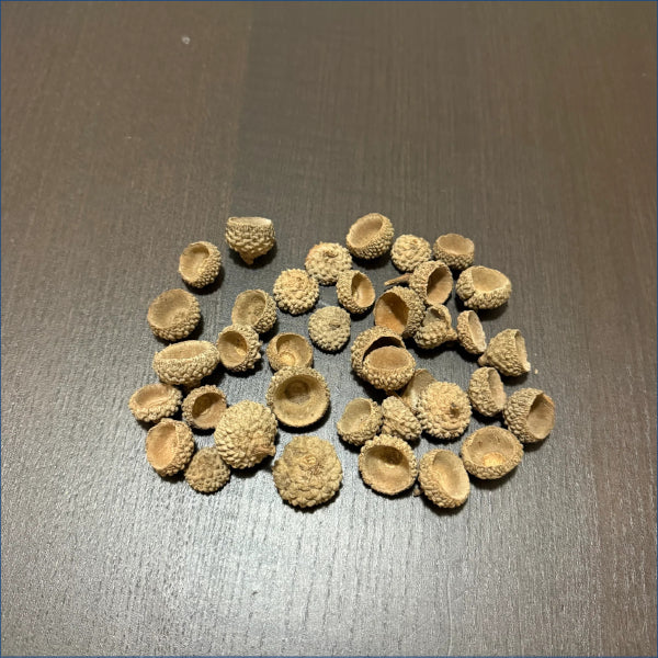 Acorn Caps Ac1