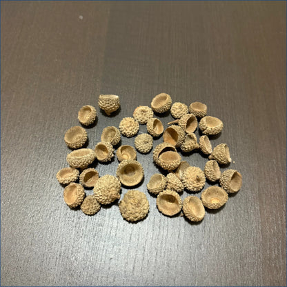Acorn Caps Ac1