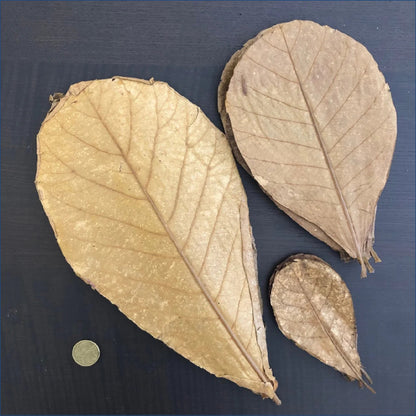 Indian Almond Leaves Large All