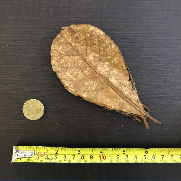 Indian Almond Leaves  Micro Almi