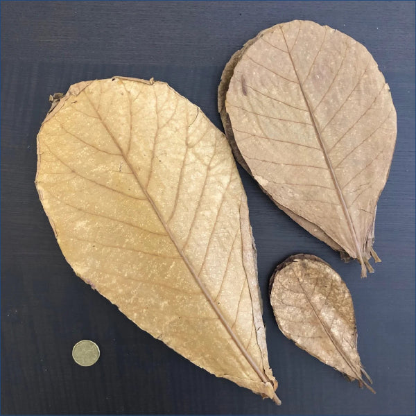 Indian Almond Leaves Small Als