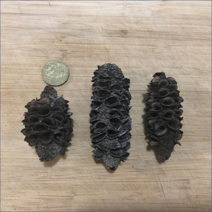 Banksia Pods Ba3
