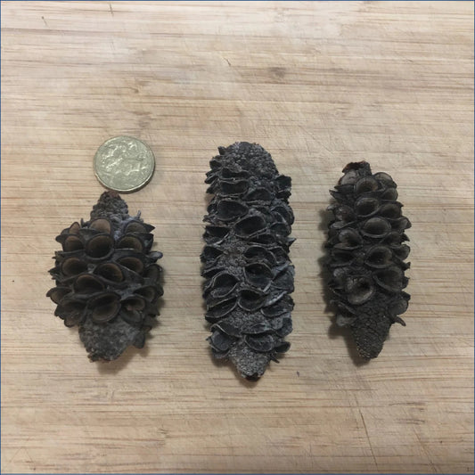 Banksia Pods Ba3