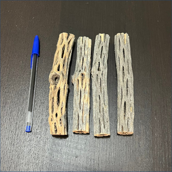 Cholla 14-16cm Regular  Chor