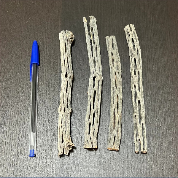 Cholla 14-16cm Thin Chot