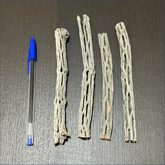 Cholla 14-16cm Thin Chot