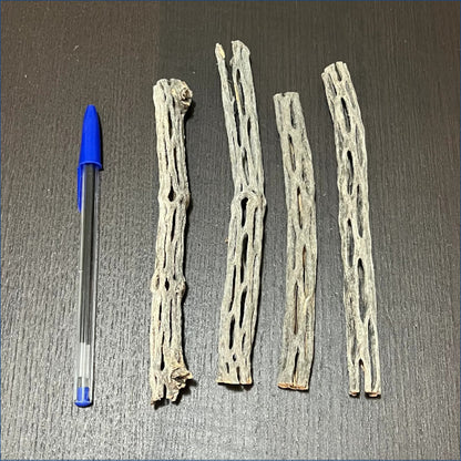 Cholla 14-16cm Thin Chot