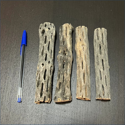 Cholla 14-16cm Thick   Chotk