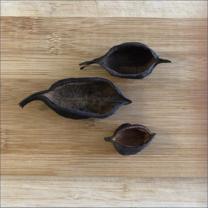 Kurrajong Pods Small Kur4
