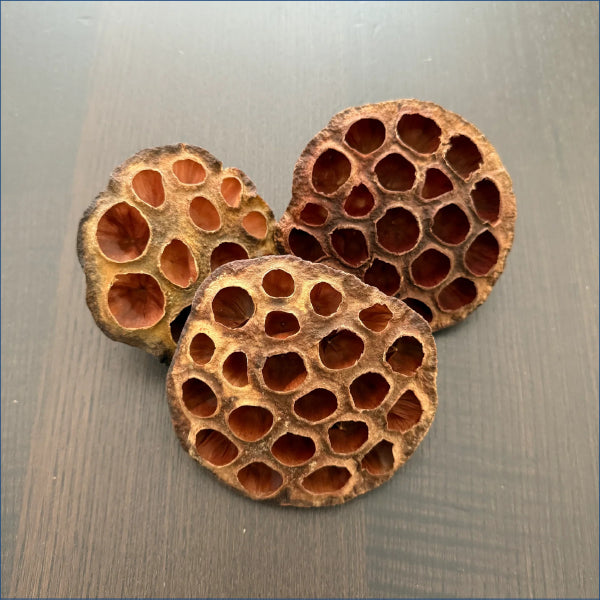 Lotus Seed Pods